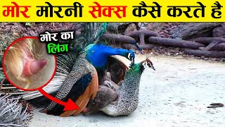 मोर मोरनी संबंध कैसे बनाते है देख लो | Amazing Facts About Peacock in Hindi | Peacock