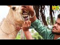 மாட்டுப் பாலை விட ஒட்டகப்பால் இவ்வளவு விலையா camel breeding ஒட்டகம் வளர்ப்பு kodumudi taj