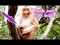 PUSH OUT...LEST MILK !! Rose stop milk make baby REX fall in hurt full heart | Rex ask again...