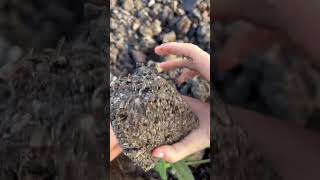 Protea Flowers - lava rock planting. Amazing Results. Hawaii