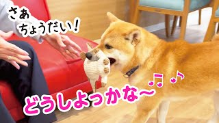 【老人ホームの豆柴フク】おばあちゃんへのおもちゃ自慢が可愛い