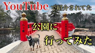 【埼玉県ドライブデート】岩槻城址公園！チワワ×ミニピン