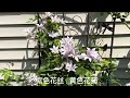 cl lavender crush reblooming in one month｜薰衣草迷恋一个月就复花了｜顺便介绍铁线莲好品种samaritan jo （撒玛利亚·乔）｜zone 5