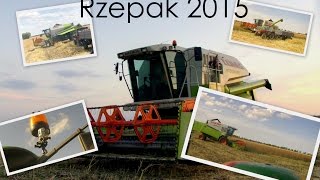 Żniwa 2015. Rzepak \