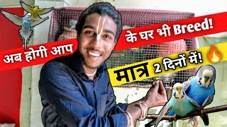 अब 100% होगी आप के घर भी बजरी तोते की ब्रीड..!  // Budgies Parrots Se Breed Kaise Len🧐