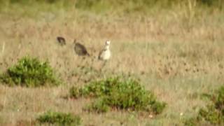 Abibe-sociável (Vanellus gregarius)