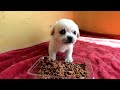 orphan stray puppy rescued from abandoned community full version