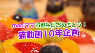 maoiママ　お誕生日おめでとう！　猫動画投稿10年を振り返る　#ジャン＆ポン　#保護猫から家猫へ