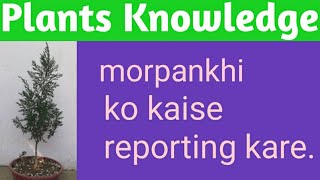 86. Morpankhi ko kaise reporting kare. मोरपंखी को कैसे रिपोर्ट करे। Plants Knowledge