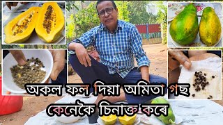 অকল ফল (Fruit) দিয়া অমিতা গছবোৰ কেনেকৈ চিনাক্ত কৰি ৰুৱ পাৰি (How to Identify ?)