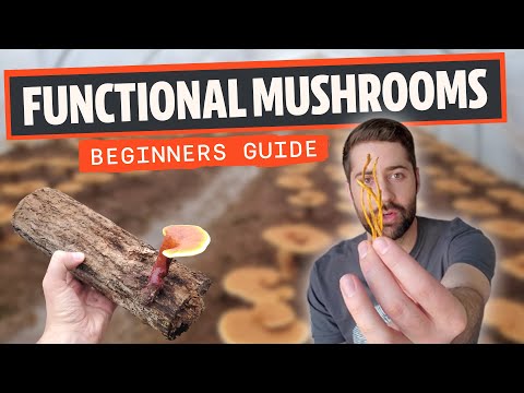 Beginner's Guide to Functional Mushrooms