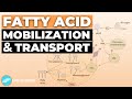 Fatty Acid Mobilization & Transport | Metabolism