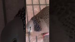 លលកម៉ាលេងសម្លេងធំ #bird #pigeon #dove #birdsounds #spotteddove #pigeonlove #shortvideo #shorts #bird