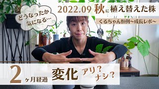 【観葉植物の気になる植え替えその後】観葉植物を9月に植え替えて2ヶ月後