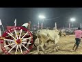 kankipadu bulls race live 14th pair ongole bulls race