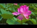 tarqan ➤ lotus flower