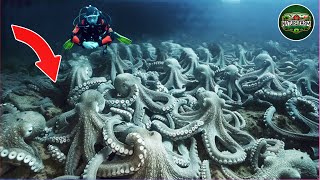 Revealing the Secret Where Billions of Octopuses End Their Lives - Nature Farm