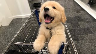 TOP HIGHLIGHTS of FUNNY PUPPIES that will make you LAUGH
