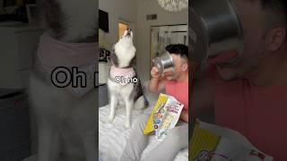 My Husky Does Not Like To Share Her Food!