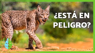 10 INTERESTING FACTS about the IBERIAN LYNX 🐱 | Is it going to DISAPPEAR?