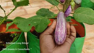 Sri lankan long brinjal • இலங்கை நீட்டு கத்திரி - தமிழில் • PKR Greens \u0026 Consultants