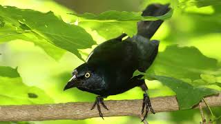 Birdsday Thursday: Grackle