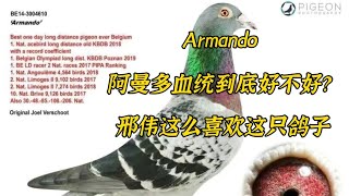 【Armando descent】KAIER |开尔老总又拿阿曼多说事了