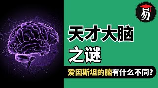 爱因斯坦的大脑有什么不同？