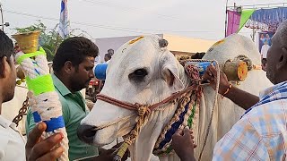 Karampudi చంటి గణేష్ రెడ్డి గారు సంతమాగులూరు మండలం ప్రకాశం జిల్లా వారి రెండు పళ్ళ గిత్తలు