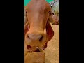 सोने जैसी गिर गाय स्वर्ण कपिला😀👌 shorts gircow farmerchoice