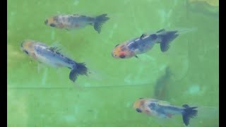 我家の金魚飼育 ( 水合わせと放流 )