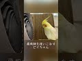 【オカメインコ】扇風機を使いこなすピイちゃん！【cockatiel】 shorts