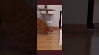 クラウチングスタートを覚えた猫　#shorts