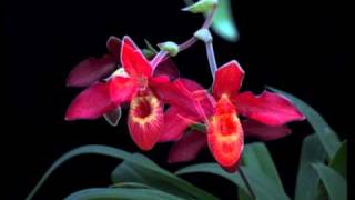 Living Tree Orchid Essences - The Orchids