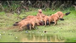 செந்நாய்கள் கூட்டம் மானை வேட்டையாடிய காட்சி #ஊட்டிHPF  #OOTY  #WILDLIFE