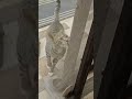 cute cat wants food shorts cat cats catlover trending cute youtubeshorts youtube fun funny