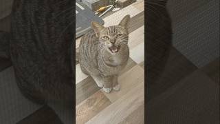 Cute cat wants food #shorts #cat #cats #catlover #trending #cute #youtubeshorts #youtube #fun #funny