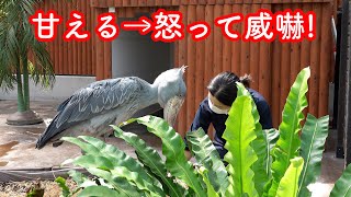 【驚愕】ハシビロコウふたば、アレに気づいて怒った?【ちょっと昔のふたば2020年9月-4】Shoebill FUTABA掛川花鳥園のハシビロコウふたば