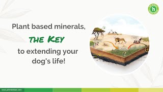 8 Things You Need To Know About Minerals For Dogs