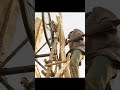 the boy who harnessed the wind 2019 drama shorts