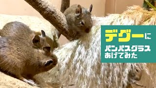 デグーにパンパスグラスのふわふわあげてみた（埼玉県こども動物自然公園　公式/SaitamaChildrensZoo official ）