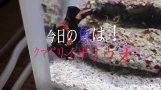 【珍魚？】クマドリカエルアンコウらしきものをつかまえた！