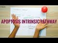 APOPTOSIS INTRINSIC PATHWAY