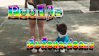 ลูกสุนัข poodle เริ่มแอบดื้อและต่อลอง เจ้าของต้องเริ่มแสดงตัว