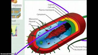 Biodiversity, Segment #1.mp4