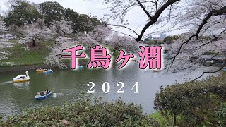 《🌸千鳥ヶ淵》＆〈戦没者墓苑〉２０２４