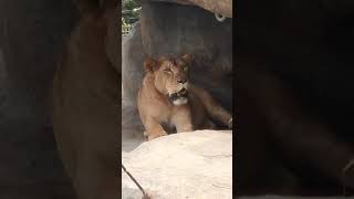 ＜沖縄こどもの国へGoTo🐘＞ライオン・獅子⑨一番上で休憩しまーーす💛Lion Okinawa Zoo \u0026 Museum ChildrenCountry kodomonokuni(20200725)