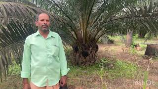 Oilpalm || ఆయిల్ పామ్ సాగు చేయడానికి ఆసక్తి చూపిస్తున్న  రైతులు: ఆరేపల్లి సుందర్ రావు