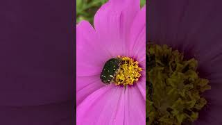 花粉を食べる「コアオハナムグリ」