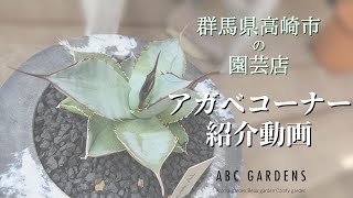 群馬県高崎市にある園芸店　ABCガーデンズのアガベコーナー